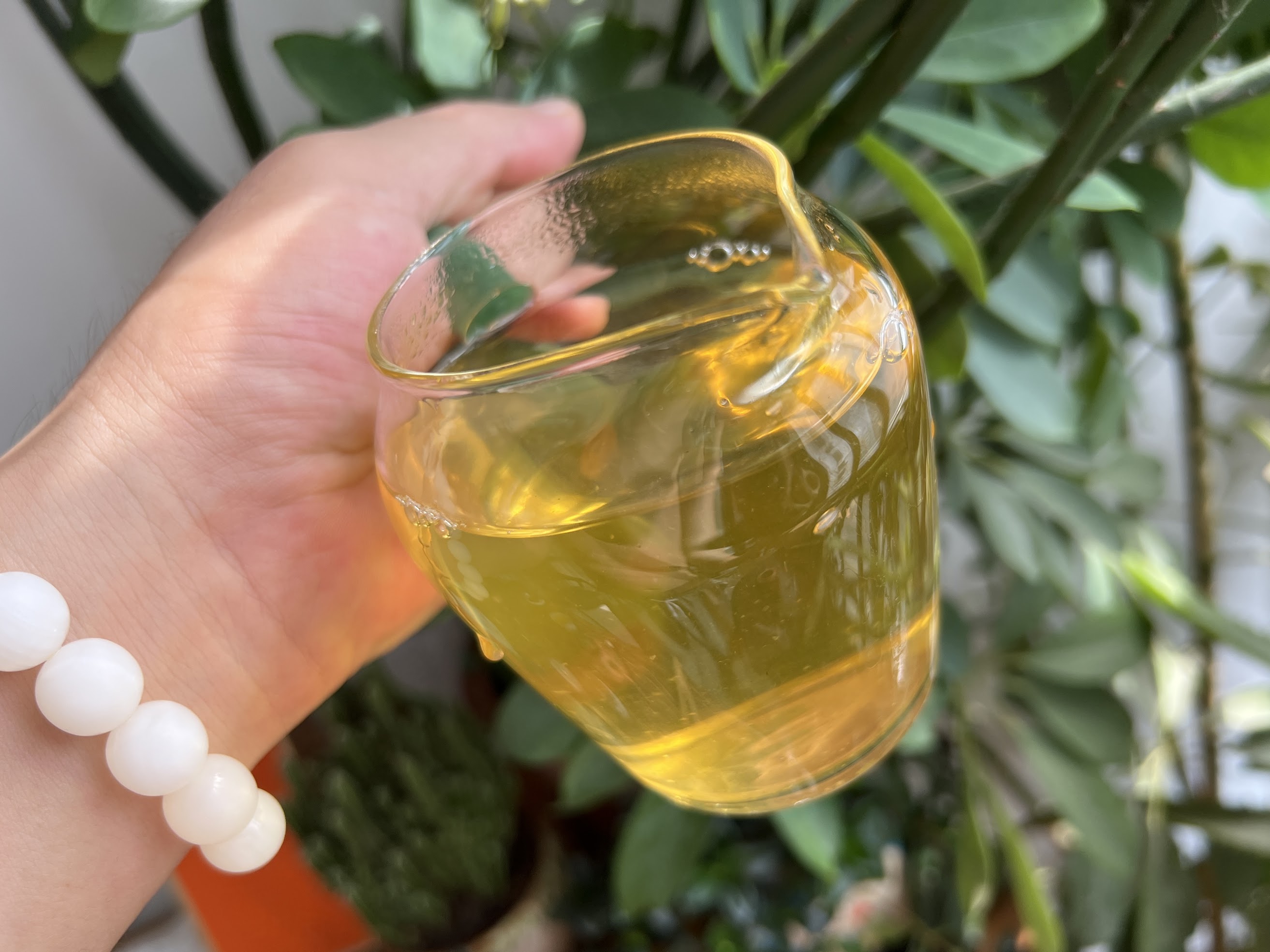 Tea King (千年茶王树)
